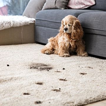 Hund auf dreckigem Teppich - Teppichreinigung in Baden